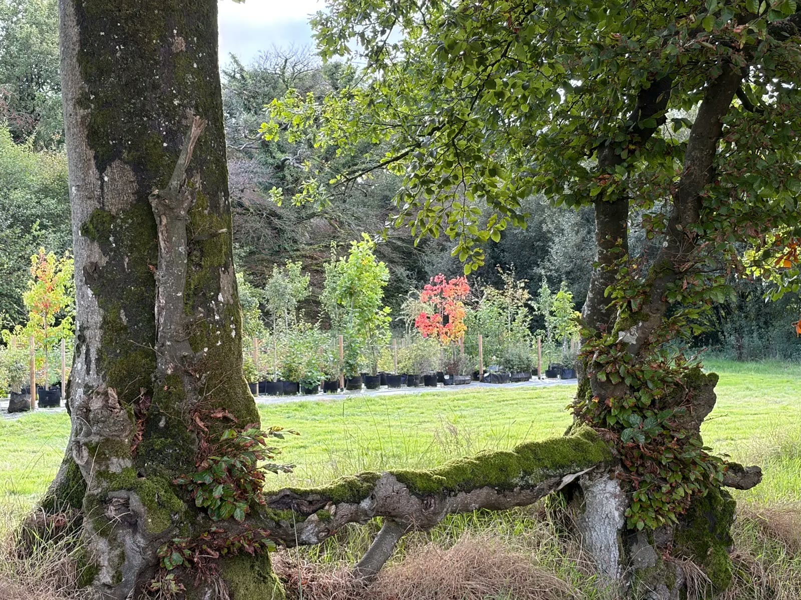 Trees on the nursery