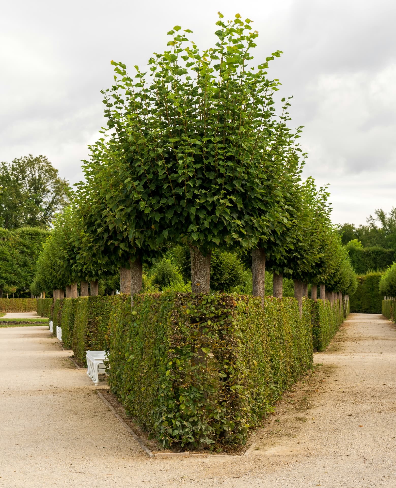 Hedging on the nursery