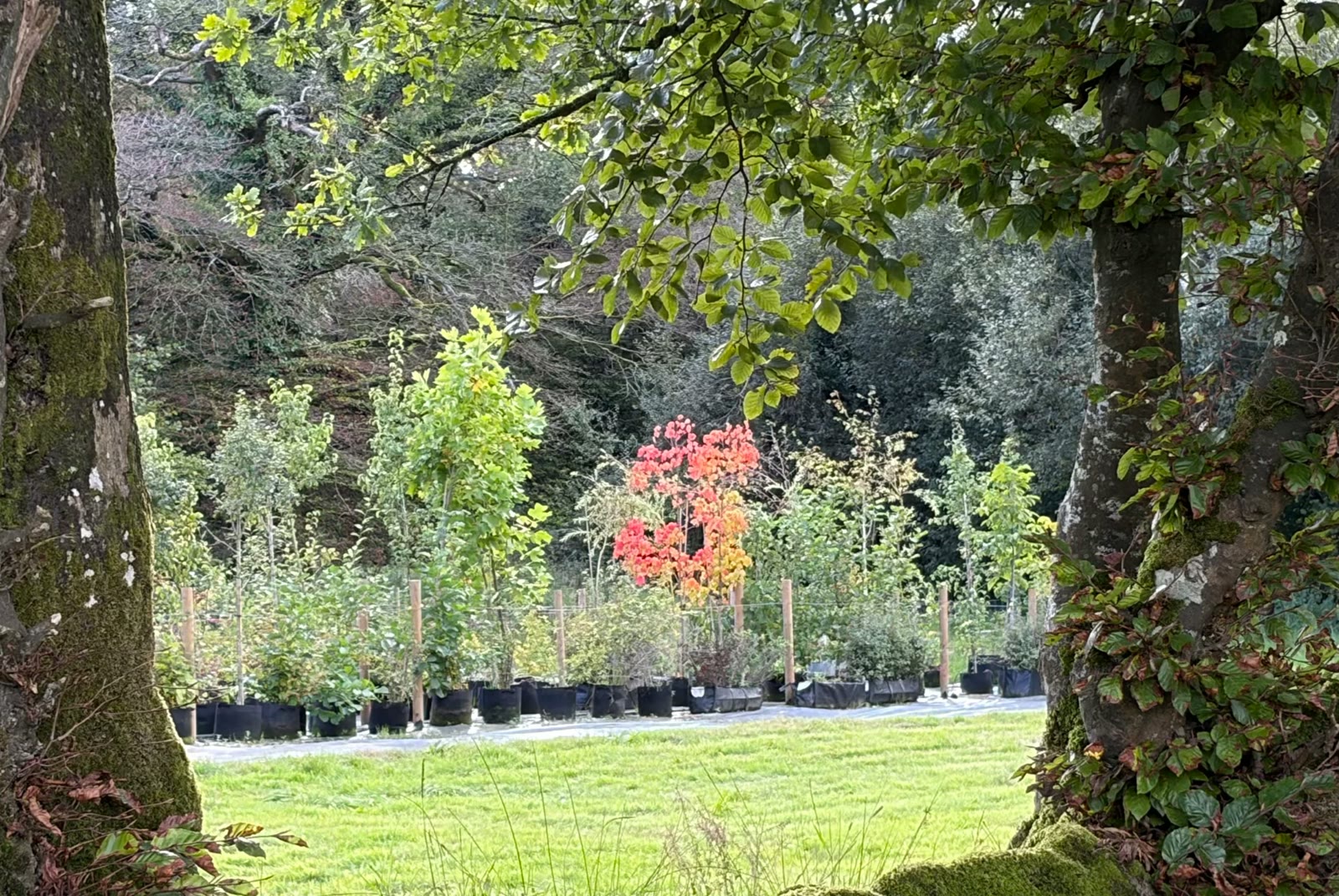 Nursery rows of trees and shrubs framed by two mature trunks at Oakfields