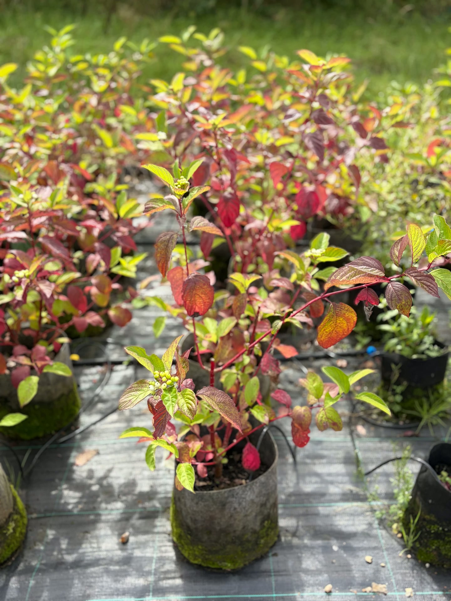 Shrubs on the nursery